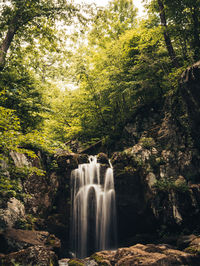 Scenic view of waterfall in forest