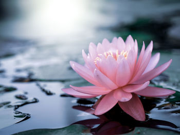 Close-up of pink water lily in lake