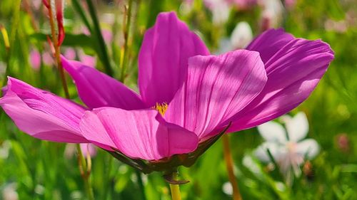 Close-up of pink crocus flower in field