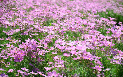 Close-up of pink flowering plants on field
