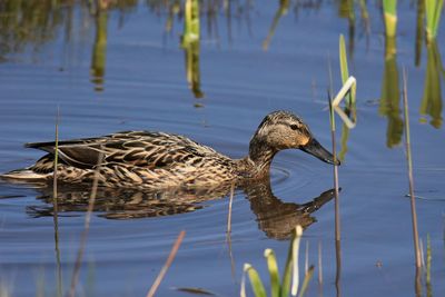 View of duck swimming in lake