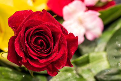 Close-up of red rose
