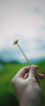 Close-up of hand holding dandelion