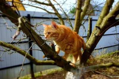 Squirrel on tree