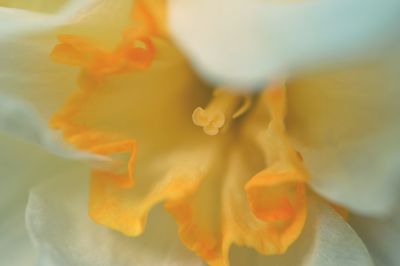 Close-up of yellow flowers