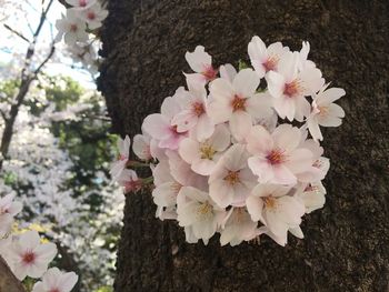 Pink flowers blooming on tree