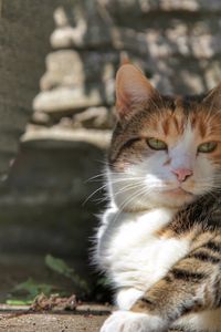 Close-up of a cat