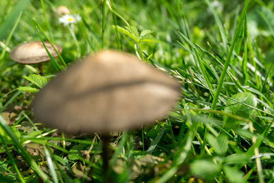 Close-up of grass on field