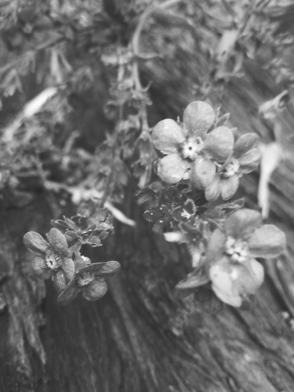 flower, freshness, petal, fragility, growth, flower head, beauty in nature, blooming, nature, plant, close-up, in bloom, focus on foreground, blossom, high angle view, day, outdoors, springtime, park - man made space, no people