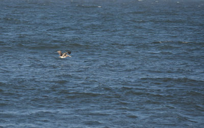 High angle view of bird swimming in sea