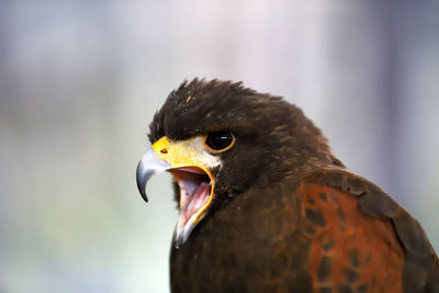 Close-up of a bird looking away