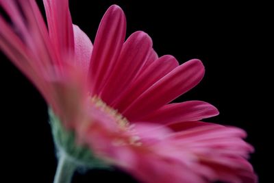 Close-up of pink flower against black background