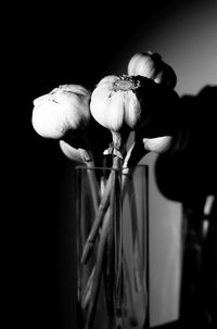 Close-up of flowers against blurred background