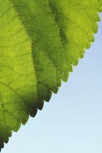 Close-up of green leaves against sky