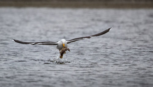 Bird flying over sea