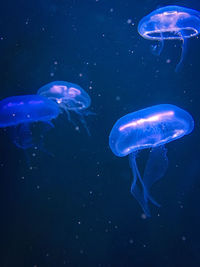 Jellyfish swimming in sea