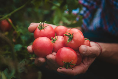 Cropped hand holding tomato