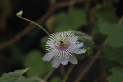 Close-up of white flowering plant