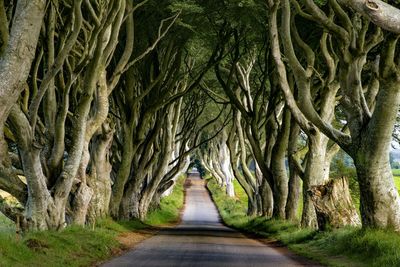 Empty pathway along trees