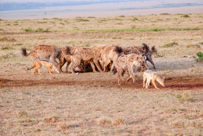 A pack of hyenas fights over and devours a wildebeest carcass while jackals linger nearby