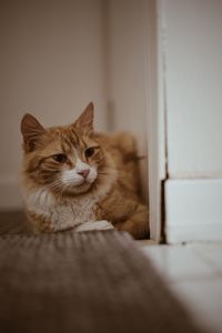 Portrait of cat resting on floor at home