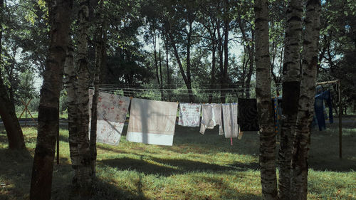 Clothes hanging on tree trunk in forest