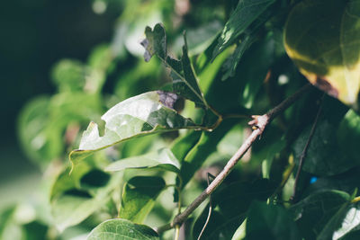 Close-up of green leaves on plant