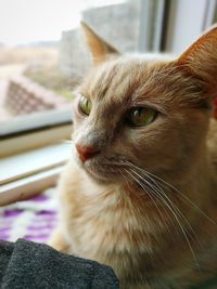 Close-up portrait of cat sitting at home