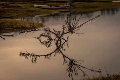 Close-up of tree by lake against sky