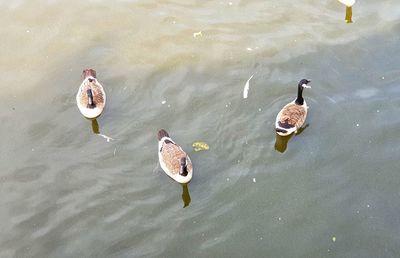 High angle view of ducks swimming in lake