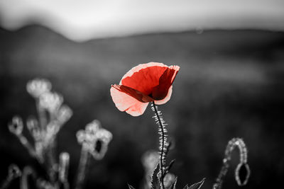 Close-up of red poppy flower