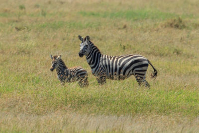 Zebras on field