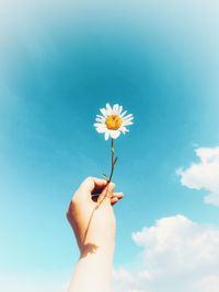 Close-up of hand holding white flowering plant against sky