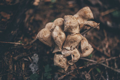 Close-up of dried mushroom growing on field