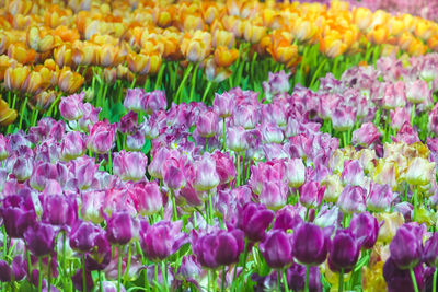Full frame shot of pink tulips