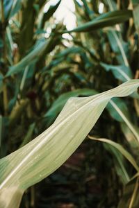 Close-up of fresh green plant