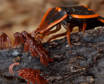 Close-up of insect