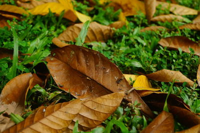 Close-up of dry leaves on field