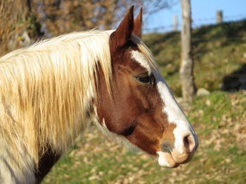 Close-up of horse