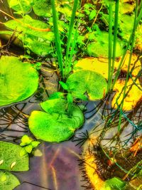 High angle view of frog on plants