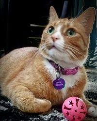 Close-up portrait of a cat