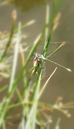 Close-up of insect on plant