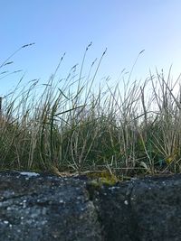 Close-up of grass against sky