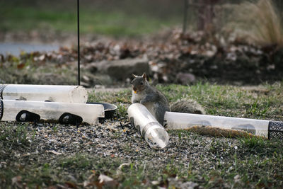 Squirrel on a field