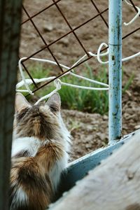 Close-up of cat looking through metal fence