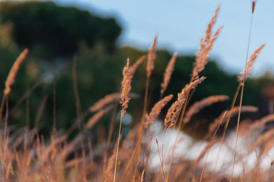 Close-up of plant growing on field