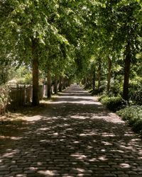 Footpath amidst trees