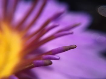 Close-up of purple flower