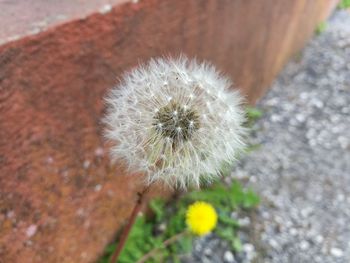 Close-up of dandelion