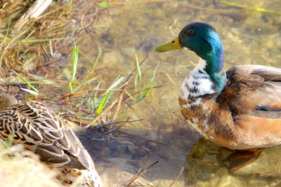 Close-up of mallard duck on field